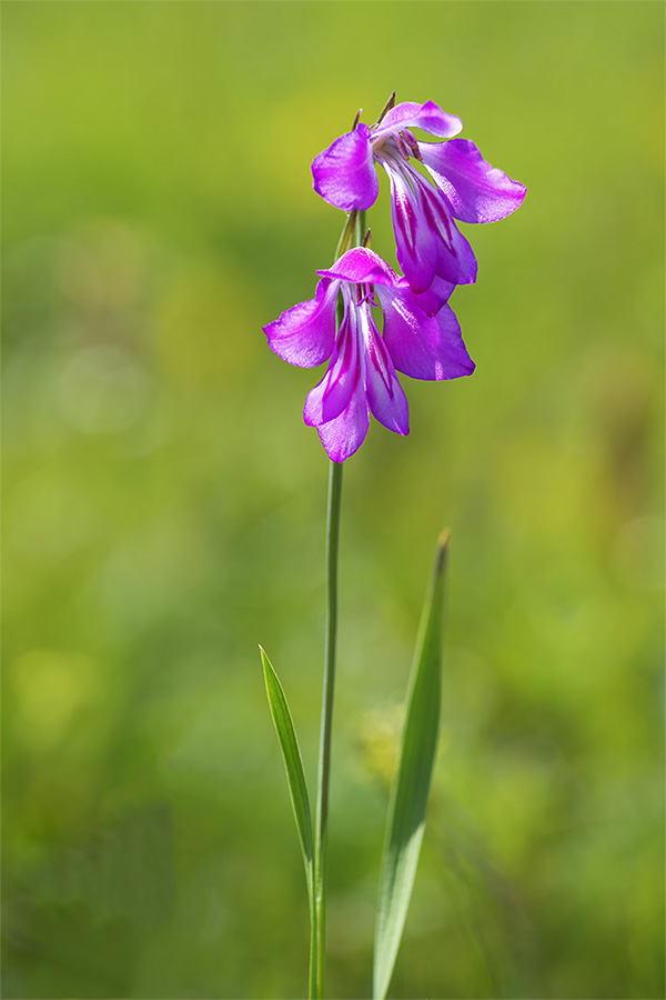 Gladiolus palustris / Gladiolo reticolato